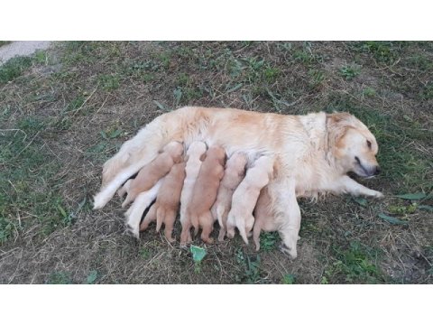 Akkuş üretim çiftliğinden golden retriever yavruları