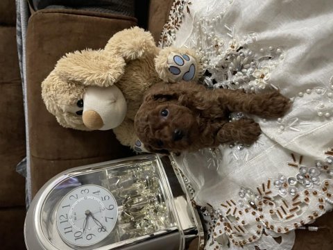 Dark red brown poodle yavrular