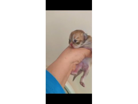 Safkan blh british longhair golden by11 yavru