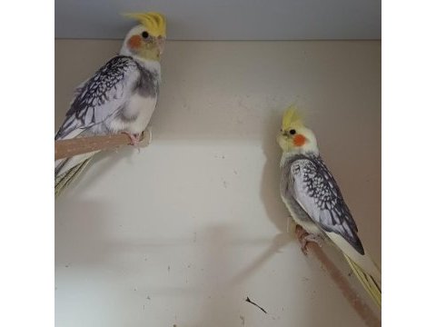Yavru sultan papağanları