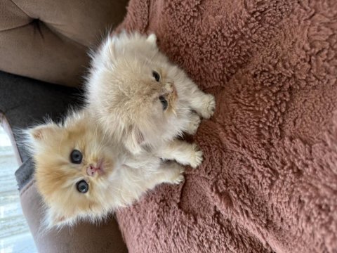 British longhair yavru kediler