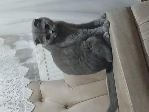 Prenses kızımız şila 2020 doğum yetişkin dişi scottish fold