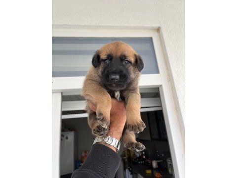 Safkan belçika malinois ırk garantili