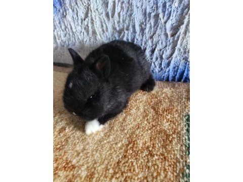 Netherland dwarf hollanda cücesi tavşan