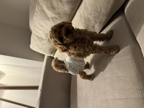 Micro boy toy poodle yavrular