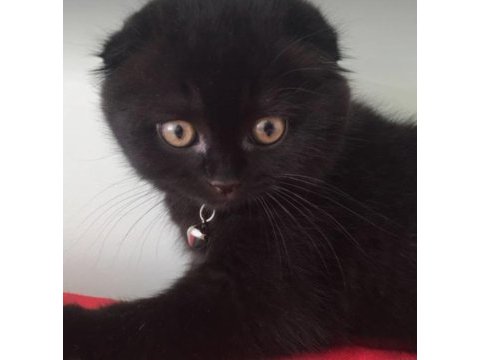 Minik puma görünümlü siyah scottish fold