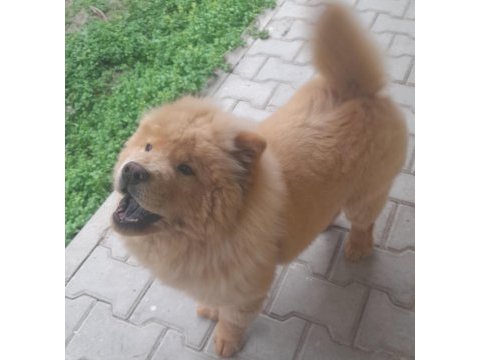 4 aylık erkek çin aslanı