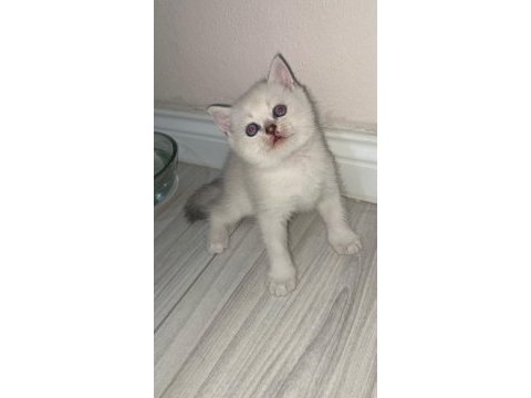Scottish fold ve scottish straight bebekler