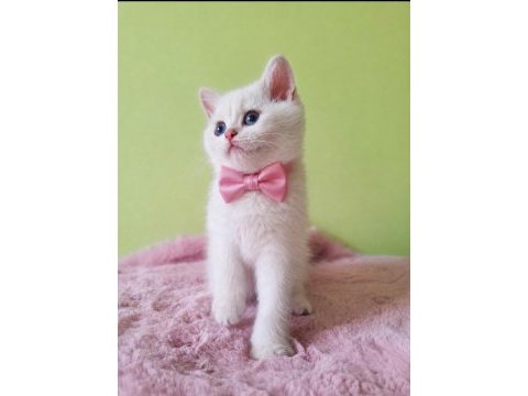 British shorthair kedisi
