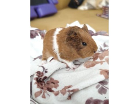 Guinea pigler