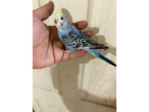 Son bir haftada yeme düşen çekoslovak bebek kuşlar
