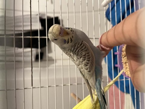 Yavru erkek ele alışkın benekli özel muhabbet kuşu