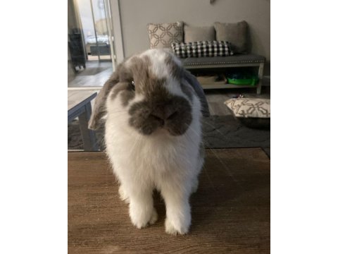 Yavru lop tavşanlar gün içi gönderim mevcut