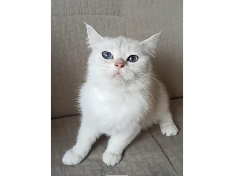 2 yaşında british shorthair