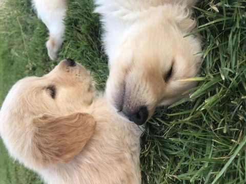 Yavru golden retriever köpeklerimiz
