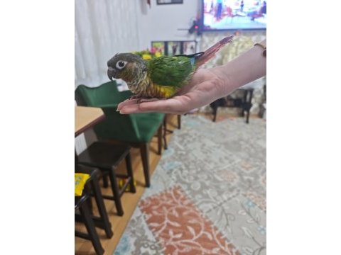 Konur papağanı ele alışkın