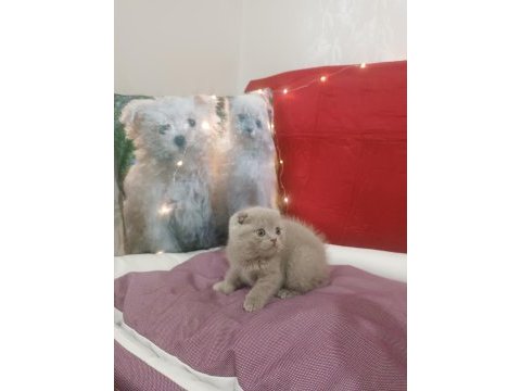 Scottish fold lilac yavrumuz