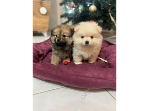 Pomeranian bebelerimiz