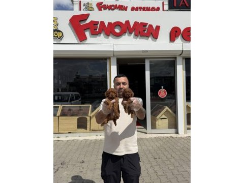 Shoooowwww maltipoo yavrular ankara mağazamızda
