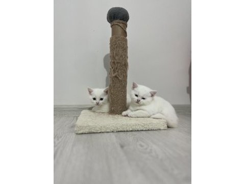 Ücretsiz 1,5 yaşında kedimiz