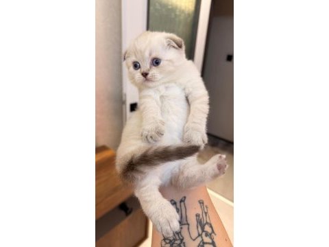 Safkan british shorthair ve scottish fold yavrular