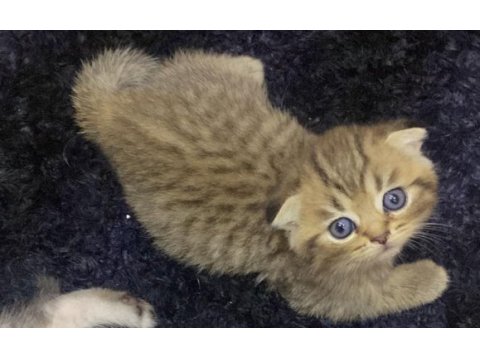 Tatlışımız yeni ailesini arıyor scottish fold