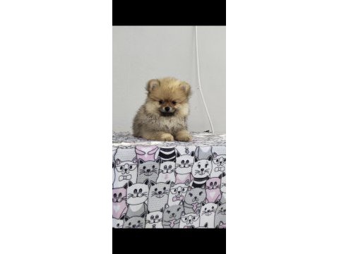 Küçük pomeranian ayıcıklar