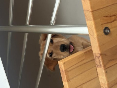 6 aylık golden retriever erkek