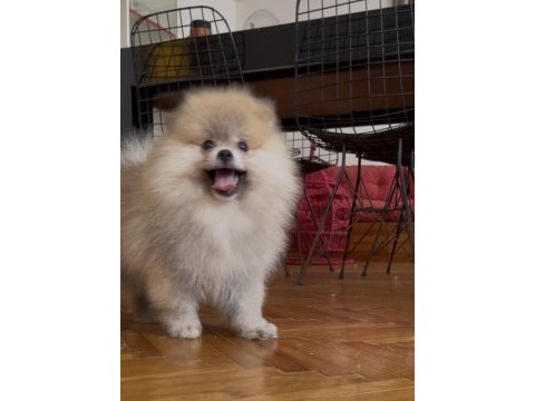 Pomeranıan boo orange erkek