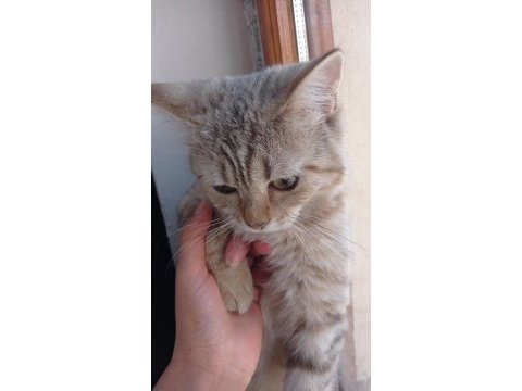 British shorthair