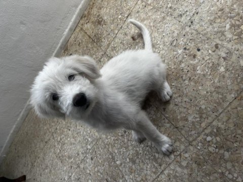 2 aylık erkek terrier