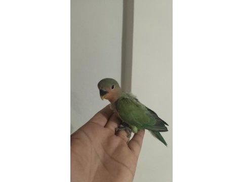 Sevda papağanı 2 aylık