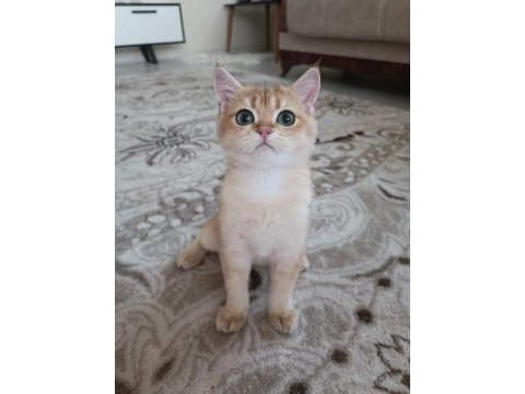 Golden cat british shorthair