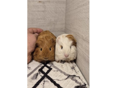 Safkan sheltie guinea pig bebekler