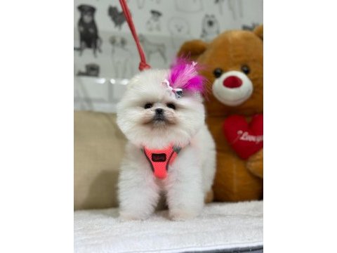 Şecere belgeli pomeranian cinsi bebekler