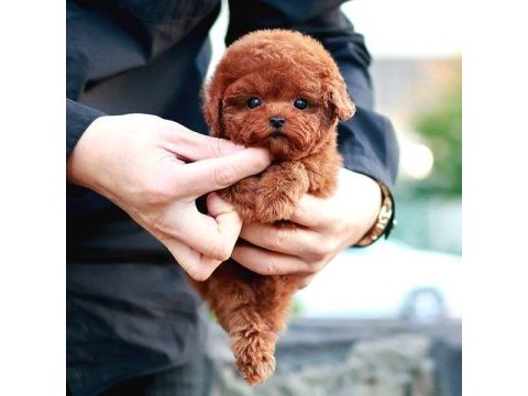 Toy poodle yavrularım