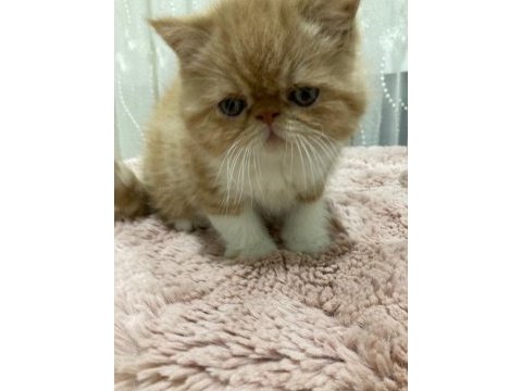 Exotic shorthair