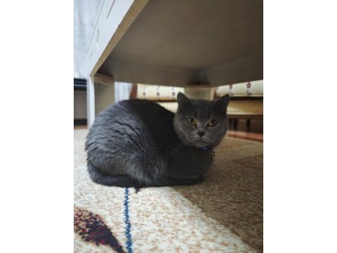 British shorthair kedim hera yeni evini arıyor