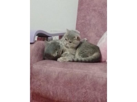 Neşe ve narin kardeş kediler