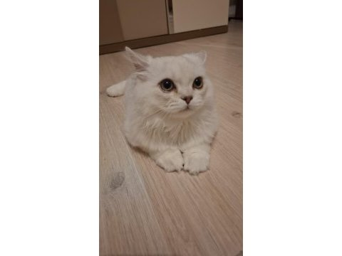 Yavru british longhair