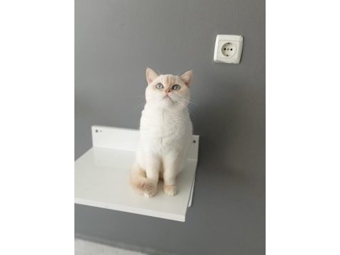 British shorthair red point