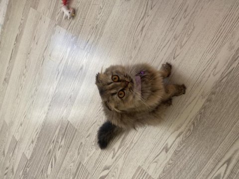 Dişi scottish fold kedime eş arıyorum