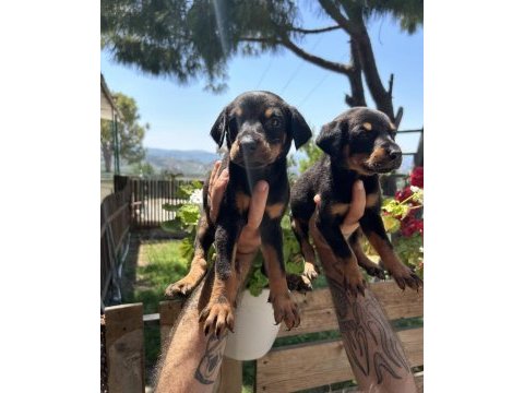 Üst kalite king doberman yavrular