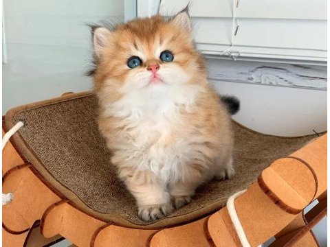 Peluş bebek golden british longhair