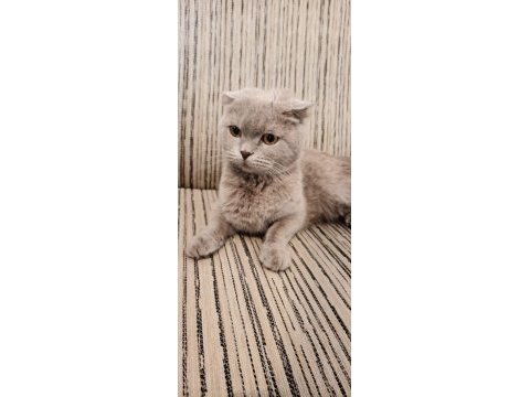 Ücretsiz ankara scottish fold