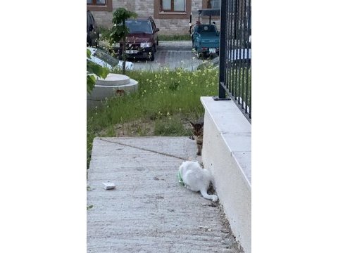 Kedimiz mincira acil ömürlük yuva arıyoruz