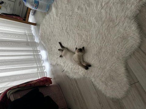 2,5 aylık erkek scottish fold