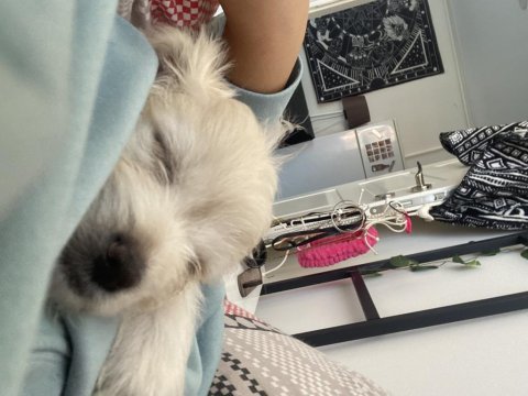 Terrier yavrularıma iyi bakacak birilerini arıyorum