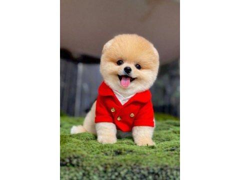 Dişi erkek teacup teddy bear garantili pomeranian yavrularım