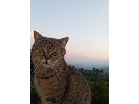 British shorthair linda ve yavruları
